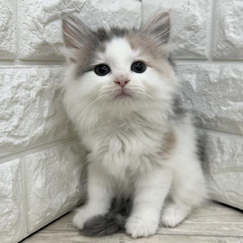 ノルウェージャンフォレストキャット