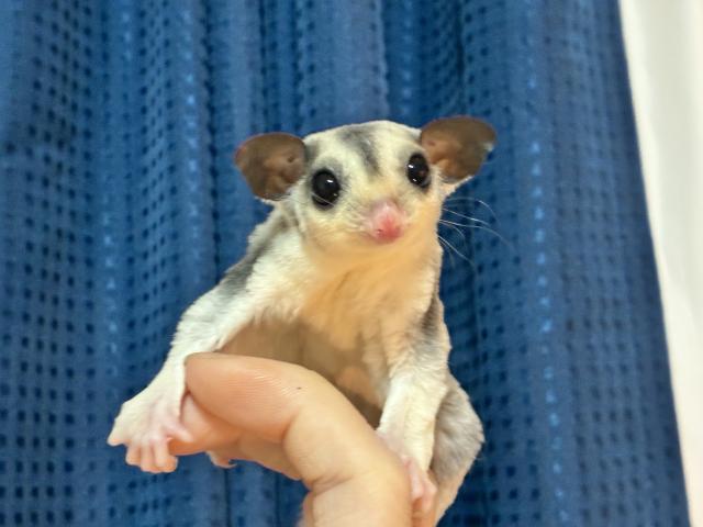 モザイク