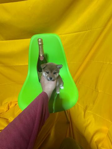 柴犬極小豆柴3.0kg成犬時予想✨