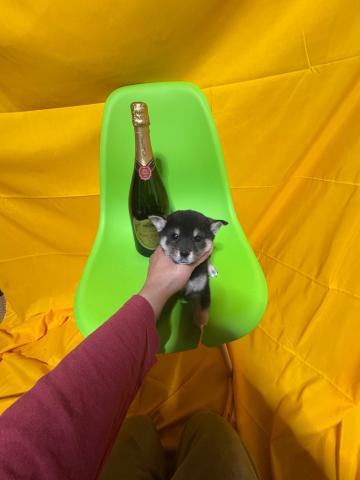 柴犬小さい豆柴3.2kg成犬時予想✨