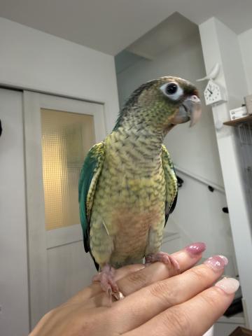 ウロコインコ　ブルーワキコガネ　女の子