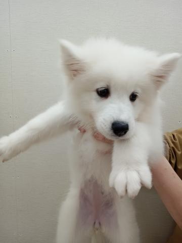 サモエド