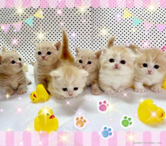 キャッテリーＶＩＶＩＴ