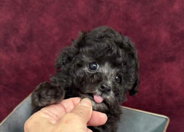 トイプードル成犬時2.0kg程予想