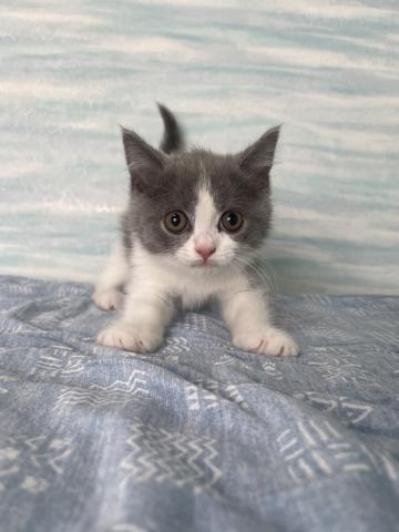 ブリティッシュショートヘア