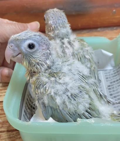 ミント　又は　バイオレットインミント　ウロコインコ