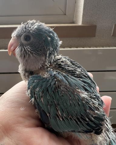 オキナインコ