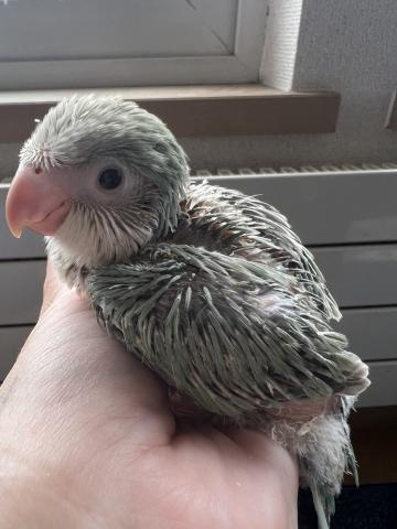 オキナインコ
