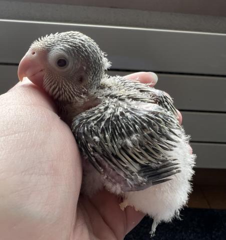 オキナインコ