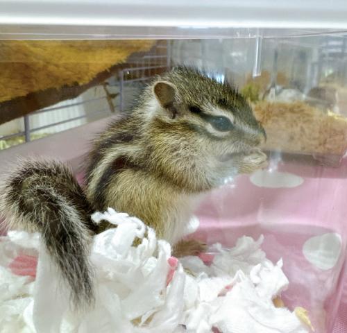 シマリス