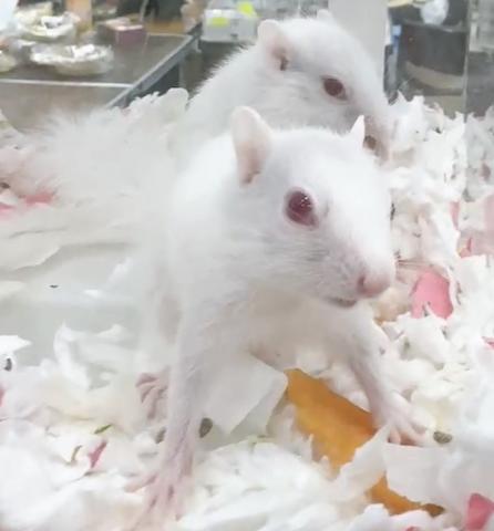 アルビノシマリス