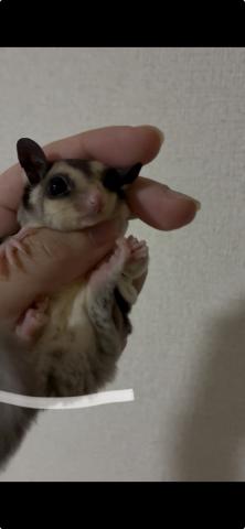 ノーマル