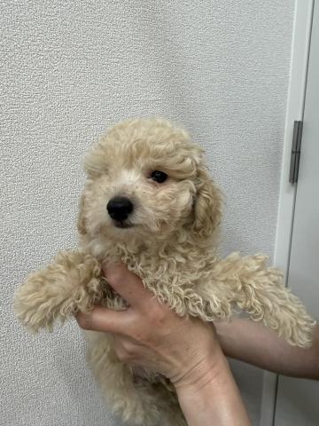 トイプードル