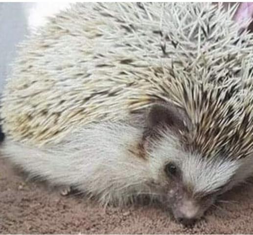 国産自家繁殖ピグミーハリネズミ　パイド