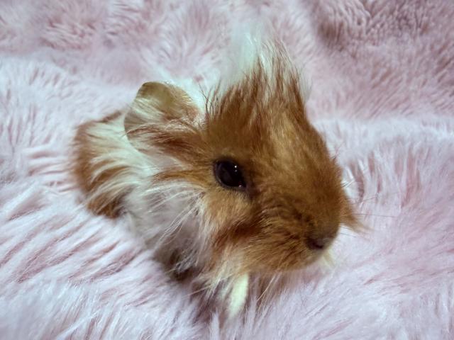 ペルビアンモルモット