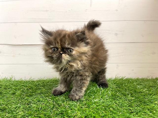 エキゾチック