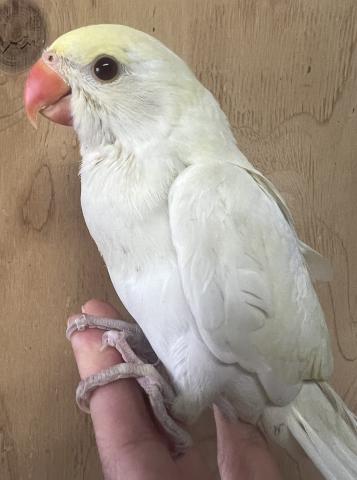 ワカケホンセイインコ／クリーム 手乗り雛