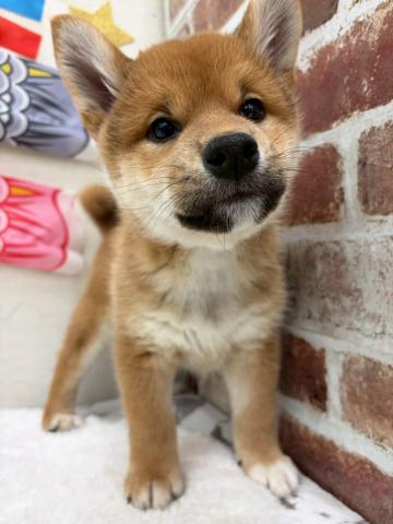 柴犬