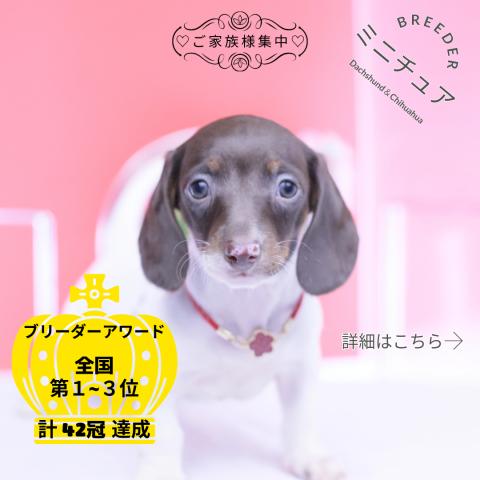 ミニチュアダックスフンド　スムース