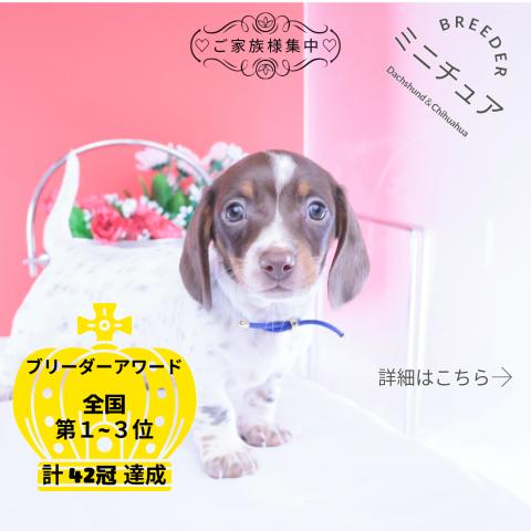 ミニチュアダックスフンド　スムース
