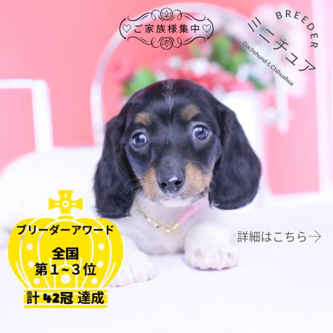 ミニチュアダックスフンド　ロング