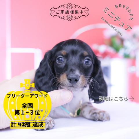 ミニチュアダックスフンド　ロング