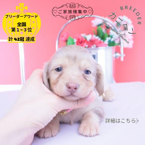 カニヘンダックスフンド　ロング