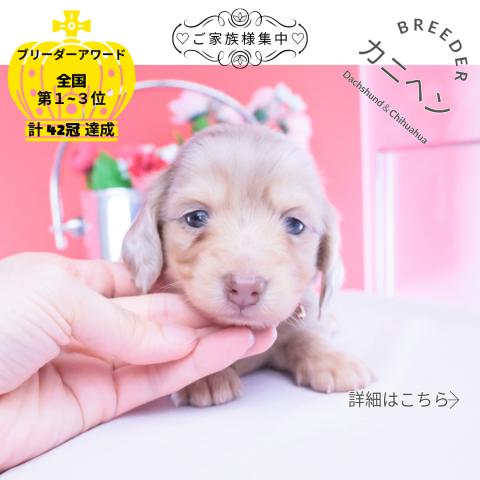 カニヘンダックスフンド　ロング