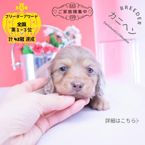 カニヘンダックスフンド　ロング