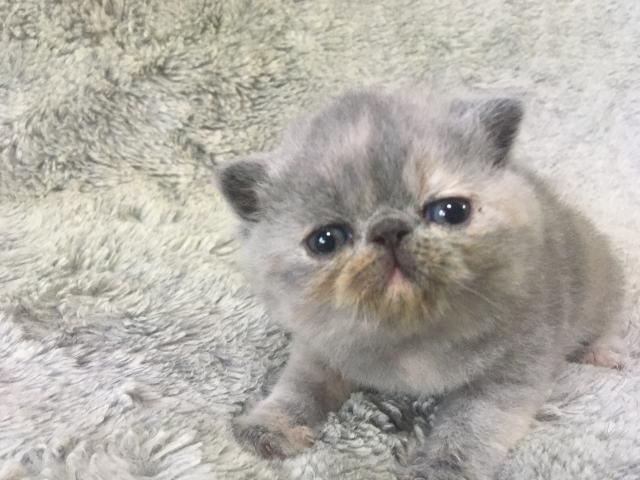 エキゾチックショートヘアー