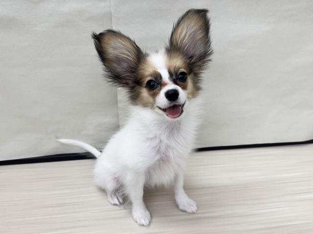 パピヨン