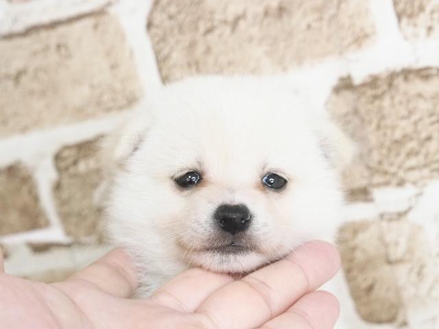 MIXポメ豆柴
