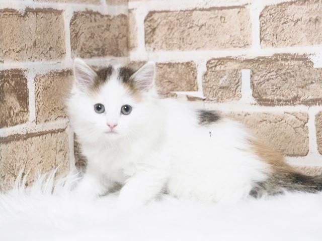 ノルウェージャンフォレストキャット
