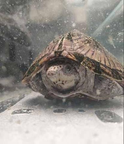 カブトニオイガメ