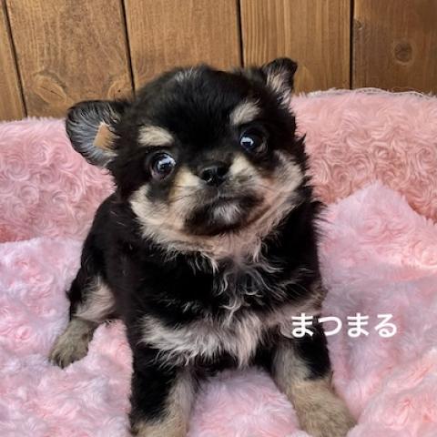 チワワ（ロングコート）