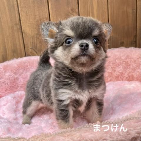 チワワ（ロングコート）