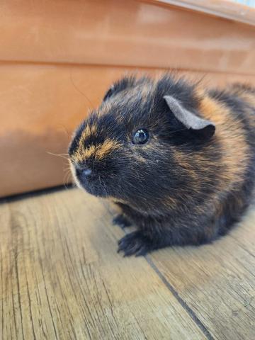 テディモルモット