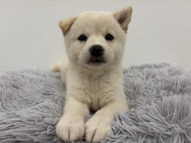 柴犬