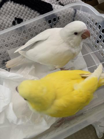 オキナインコ