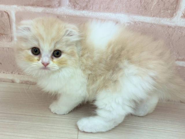 スコティッシュフォールド