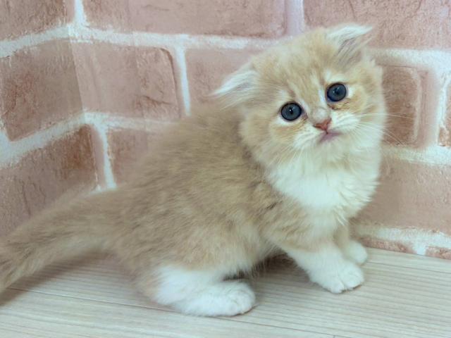 スコティッシュフォールド