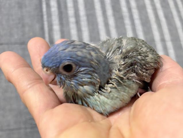 さざなみインコ