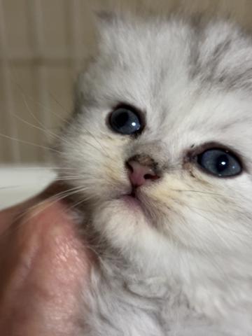 ペルシャ・ヒマラヤン