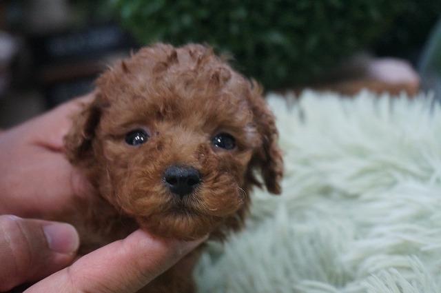 MIXチワプー4月6日生まれ