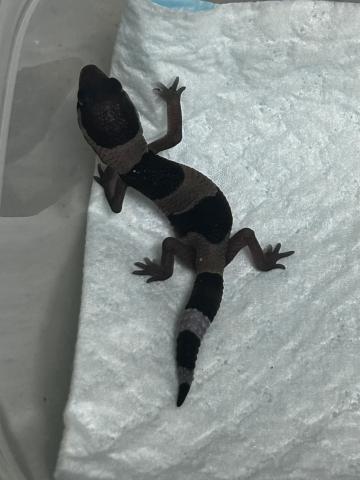 ニシアフリカトカゲモドキ　オレオ