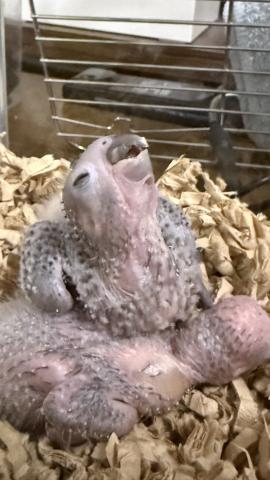 ウロコインコ・ノーマル ❸