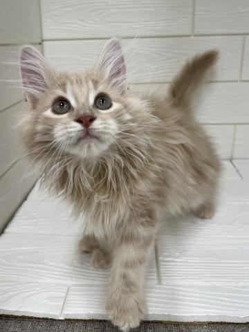 ノルウェージャンフォレストキャット