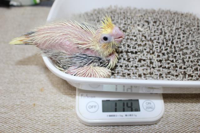 オカメ　挿し餌中