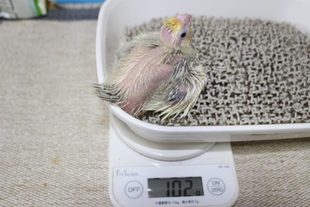オカメ　挿し餌中