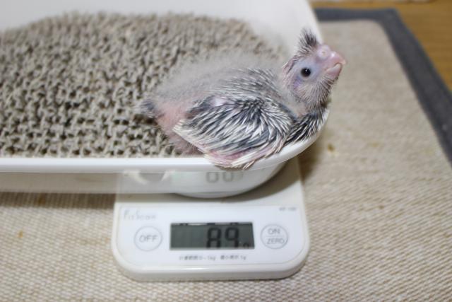オカメ　挿し餌中
